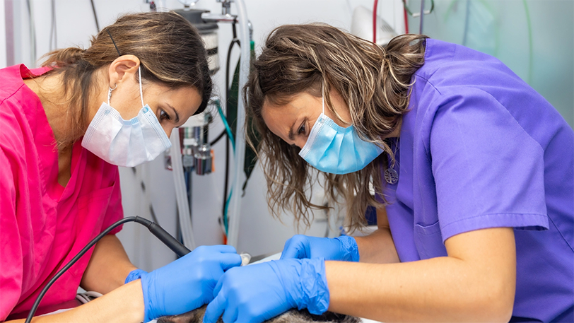 Alumnas del Curso de Auxiliar Clínica Veterinaria